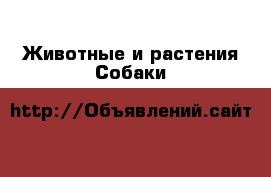 Животные и растения Собаки
